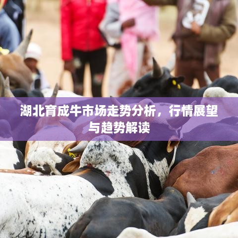 湖北育成牛市場走勢分析，行情展望與趨勢解讀