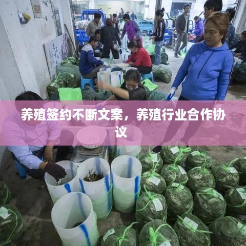 養(yǎng)殖簽約不斷文案，養(yǎng)殖行業(yè)合作協(xié)議 