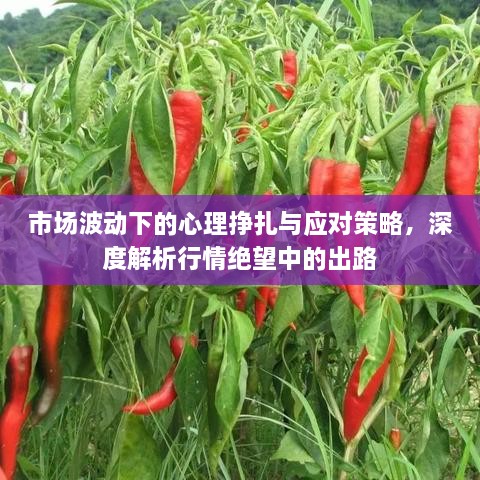市場波動(dòng)下的心理掙扎與應(yīng)對策略，深度解析行情絕望中的出路