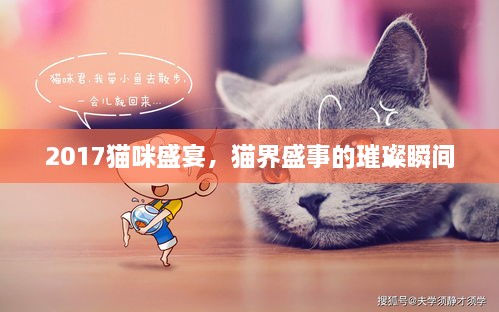 2017貓咪盛宴，貓界盛事的璀璨瞬間
