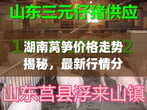 湖南萵筍價格走勢揭秘，最新行情分析與市場動態(tài)
