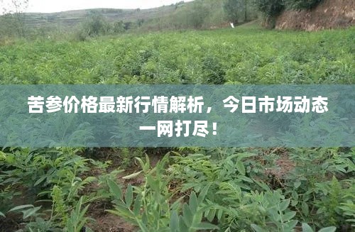 苦參價格最新行情解析，今日市場動態(tài)一網(wǎng)打盡！