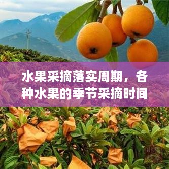 水果采摘落實(shí)周期，各種水果的季節(jié)采摘時(shí)間書 