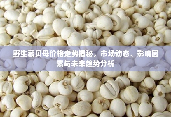 野生藏貝母價(jià)格走勢揭秘，市場動態(tài)、影響因素與未來趨勢分析