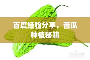百度經(jīng)驗(yàn)分享，苦瓜種植秘籍