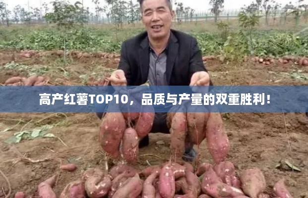 高產(chǎn)紅薯TOP10，品質(zhì)與產(chǎn)量的雙重勝利！