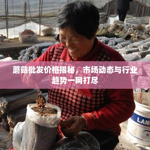 蘑菇批發(fā)價(jià)格揭秘，市場(chǎng)動(dòng)態(tài)與行業(yè)趨勢(shì)一網(wǎng)打盡