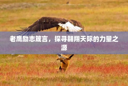 老鷹勵(lì)志箴言，探尋翱翔天際的力量之源