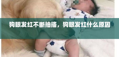 狗眼發(fā)紅不斷抽搐，狗眼發(fā)紅什么原因 