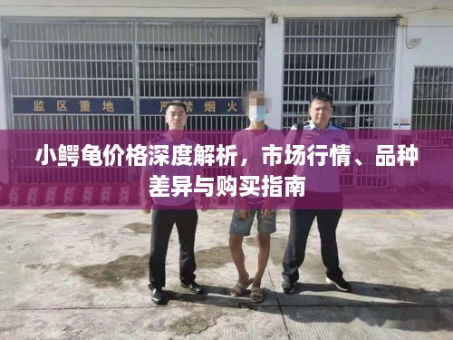 小鱷龜價(jià)格深度解析，市場行情、品種差異與購買指南