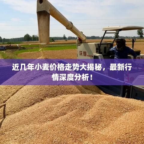 近幾年小麥價(jià)格走勢大揭秘，最新行情深度分析！