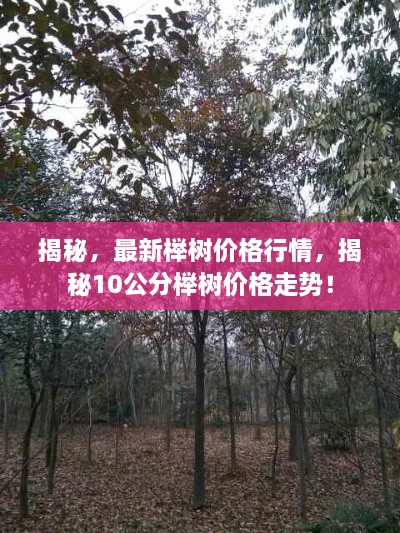 揭秘，最新櫸樹價(jià)格行情，揭秘10公分櫸樹價(jià)格走勢(shì)！