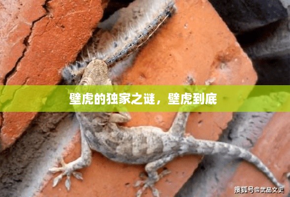 壁虎的獨(dú)家之謎，壁虎到底 