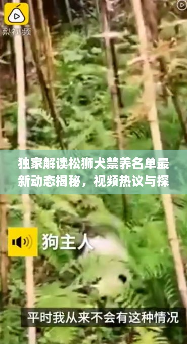 獨(dú)家解讀松獅犬禁養(yǎng)名單最新動(dòng)態(tài)揭秘，視頻熱議與探討