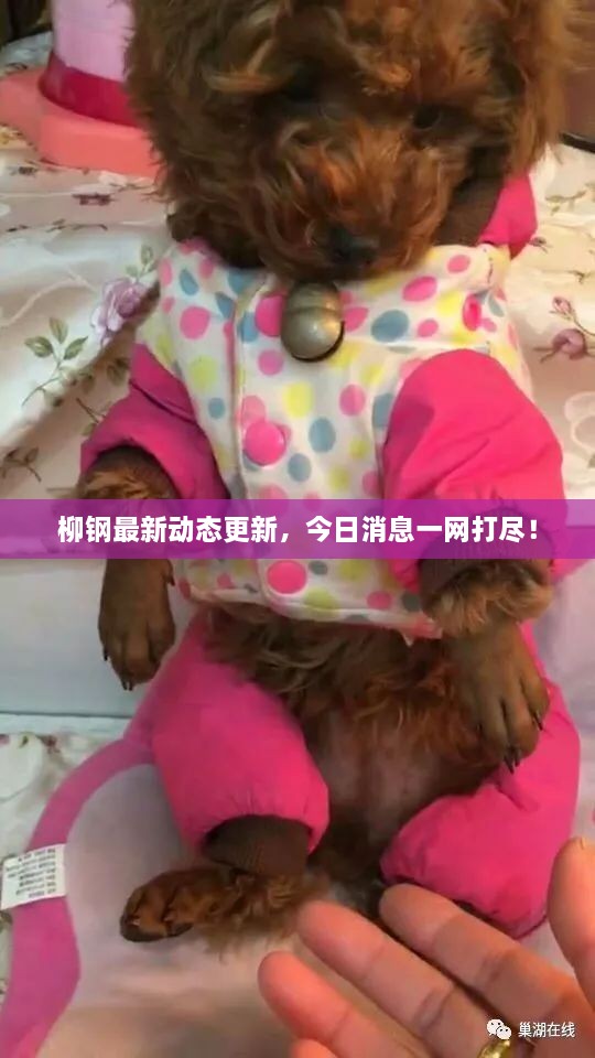 柳鋼最新動(dòng)態(tài)更新，今日消息一網(wǎng)打盡！