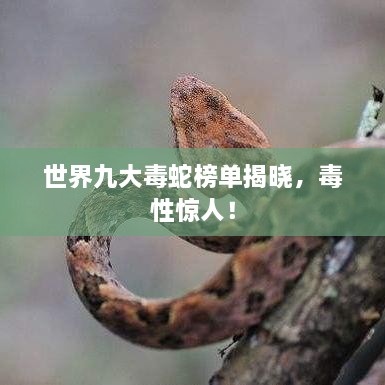 世界九大毒蛇榜單揭曉，毒性驚人！