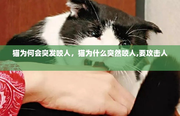 貓為何會(huì)突發(fā)咬人，貓為什么突然咬人,要攻擊人 