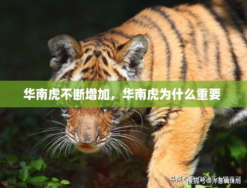 華南虎不斷增加，華南虎為什么重要 