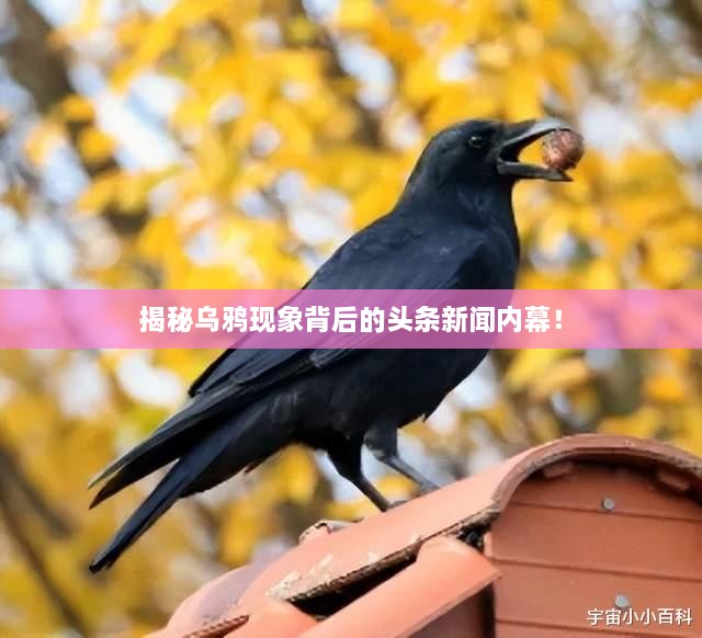 揭秘烏鴉現(xiàn)象背后的頭條新聞內(nèi)幕！