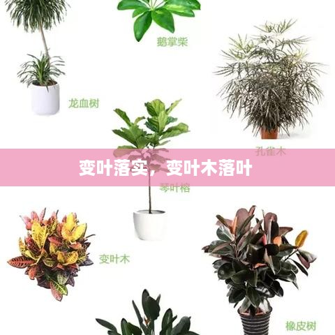 變?nèi)~落實，變?nèi)~木落葉 