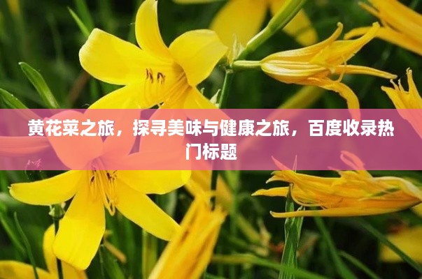 黃花菜之旅，探尋美味與健康之旅，百度收錄熱門標(biāo)題