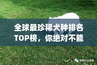 全球最珍稀犬種排名TOP榜，你絕對不能錯過！
